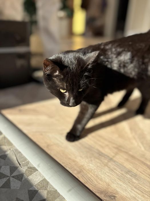 Коте Пепър търси своя дом