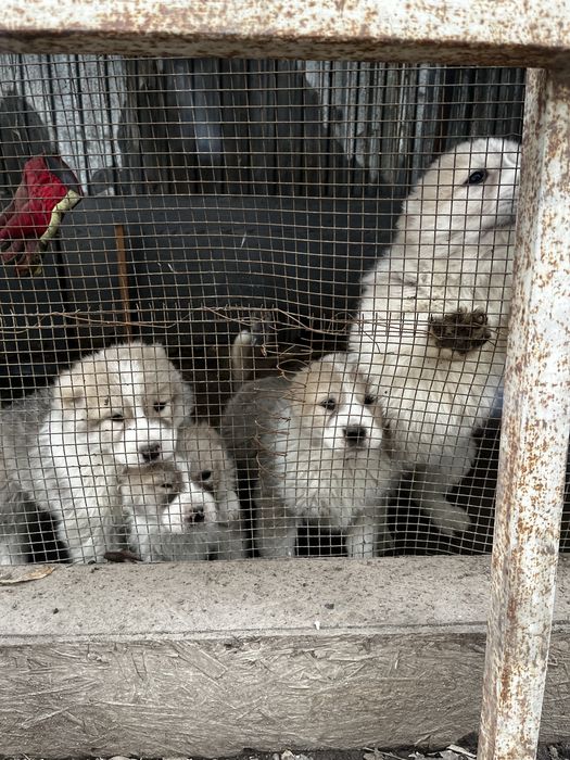 Продам щенков Сао