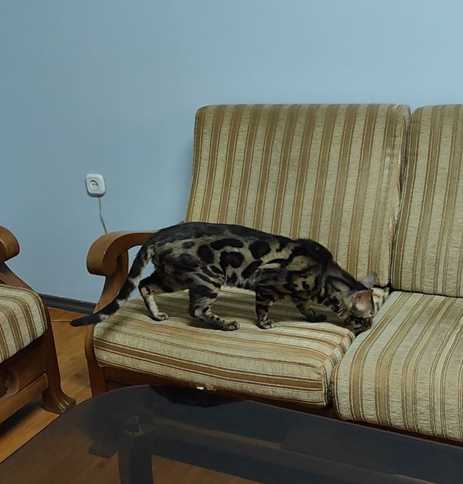 Чистокровный Бенгал на развидение