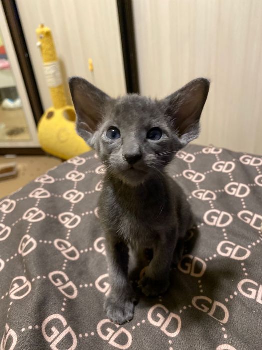 Котята ориентальной породы