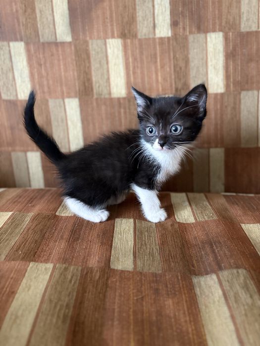 Котята 1,5 месаца