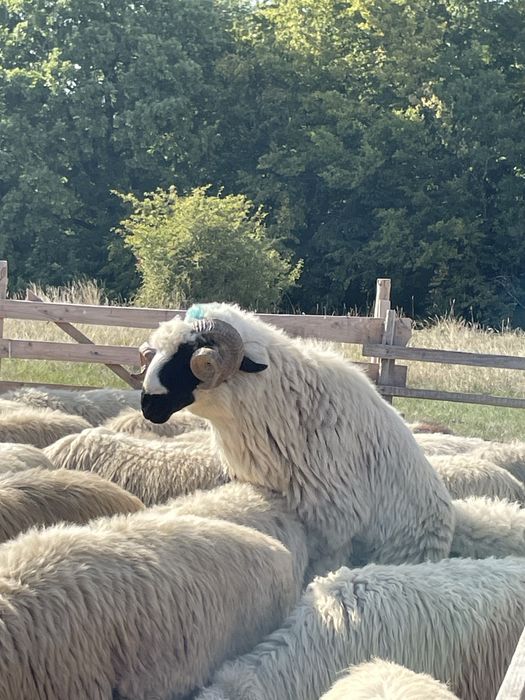 Berbec ,brez disponibil