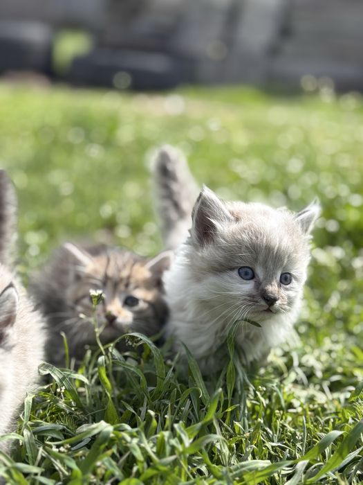 Отдам котёнка хорошие руки