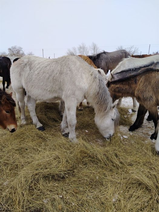 Жеребец першерон 11 лет