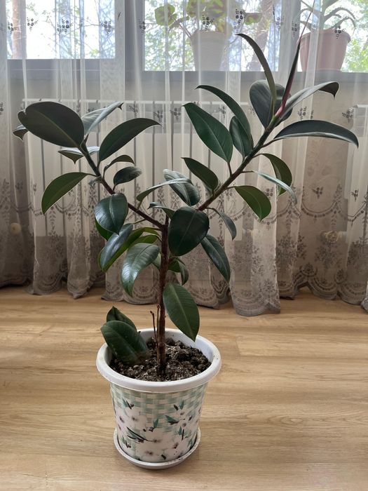 Домашние цветы для вашего дома