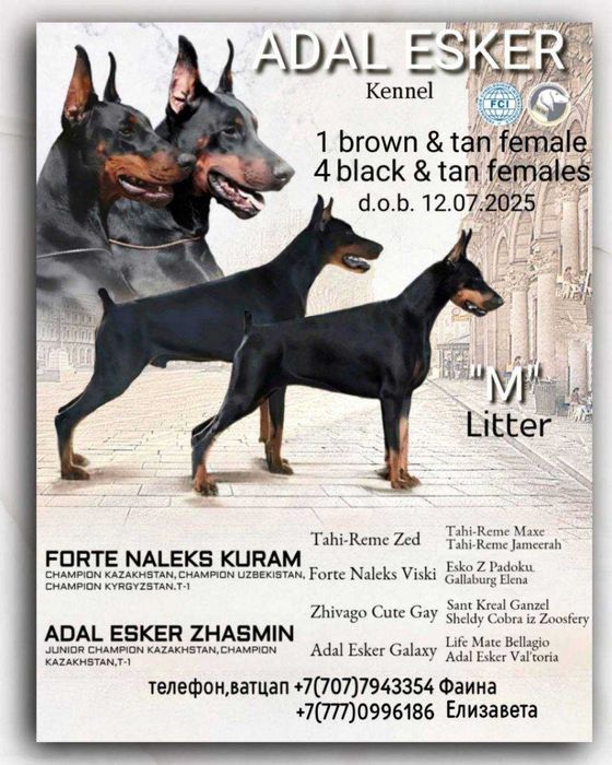 Продается щенок добермана-девица