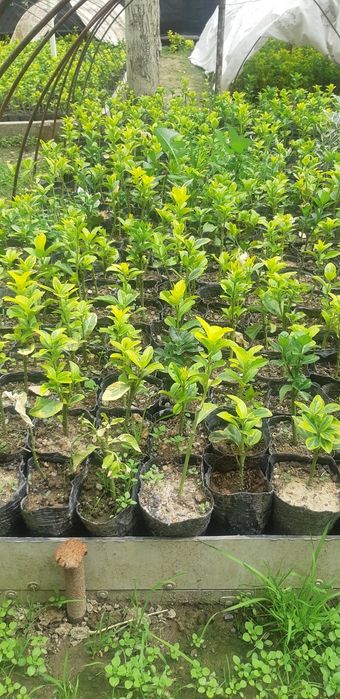 Bresklit Eyonomus shamshod kochatla sotiladi