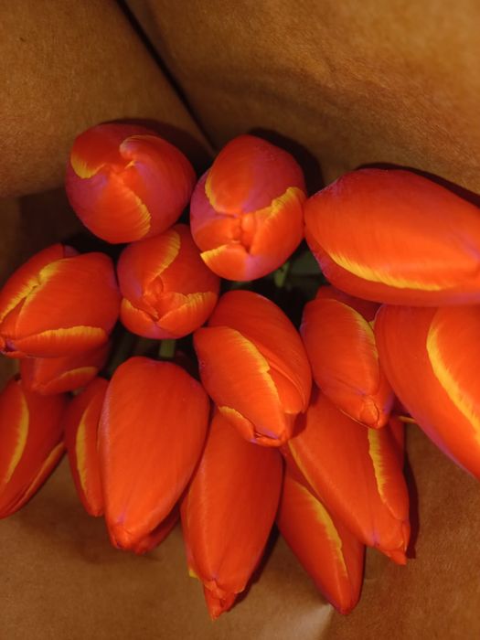 Тюльпаны оптом Алматы  Свежие к 8 Марта