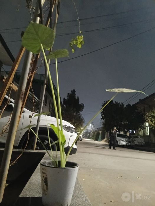 Комнатное растение Алоказия (Alocasia) в горшке / Домашний цветок