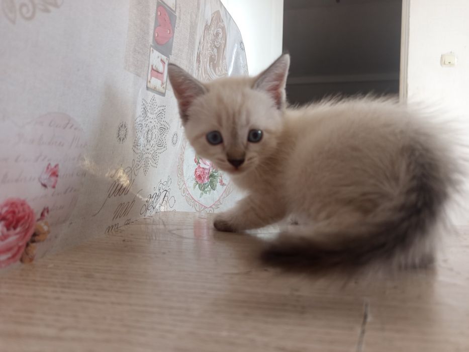 СРОЧНО отдаю двух котят