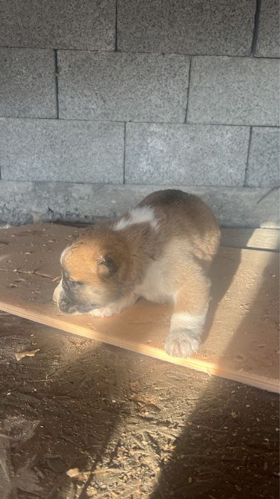 Алабай щенки