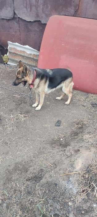 Немецкая овчарка.