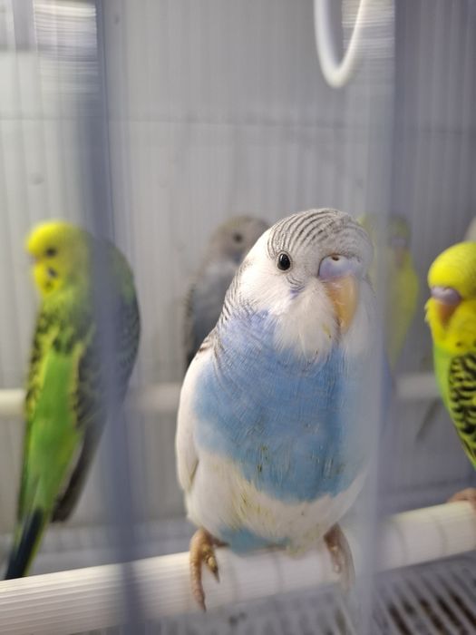 Волнистые попугаи