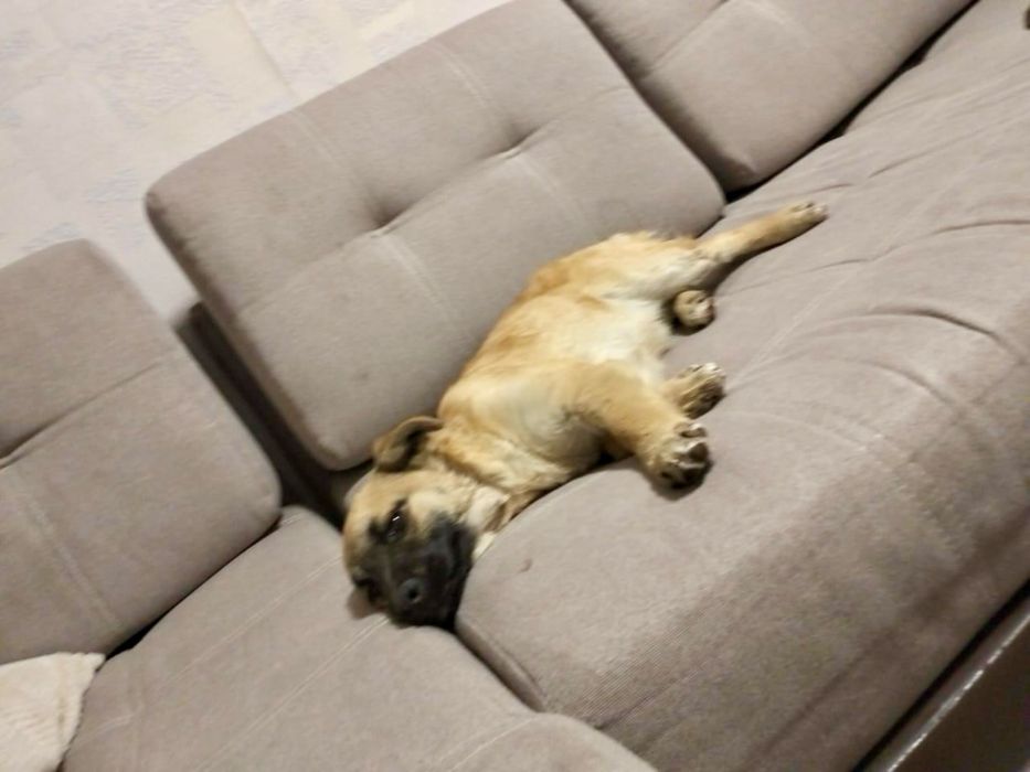 Отдам щенка, девочка