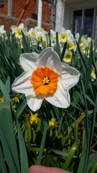 Луковици Нарцис, Зюмбюл и Минзухар