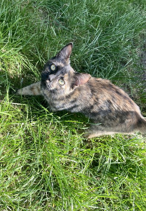 Кошка в добрые руки