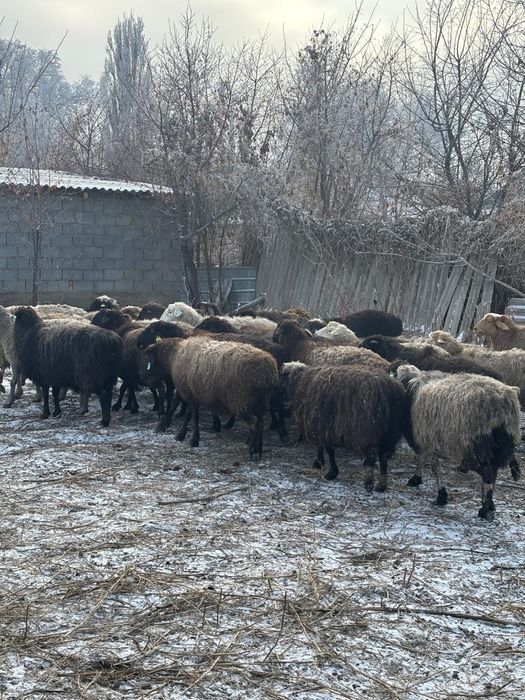 Семіз қойлар сатылады
