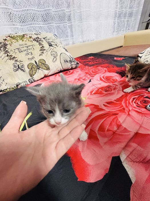 Отдам котят красивых