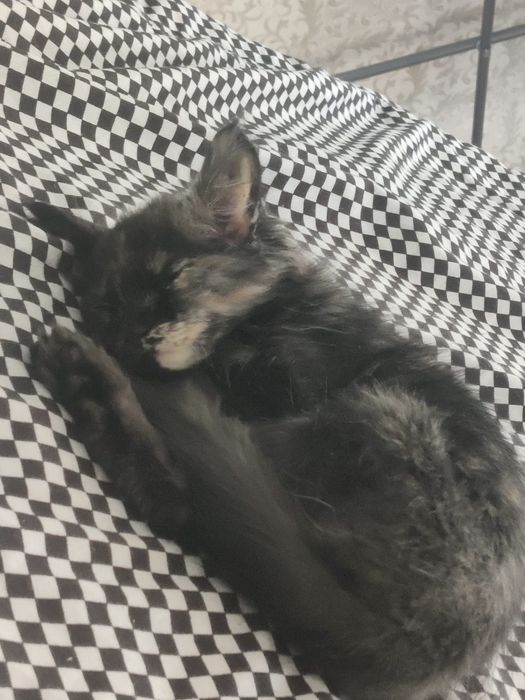 Маленький котёнок