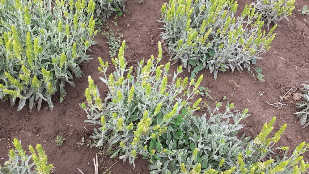 Мурсалски  чай на едро  и дребно