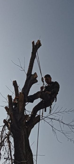Спил деревьев обрезка плодовых деревьев