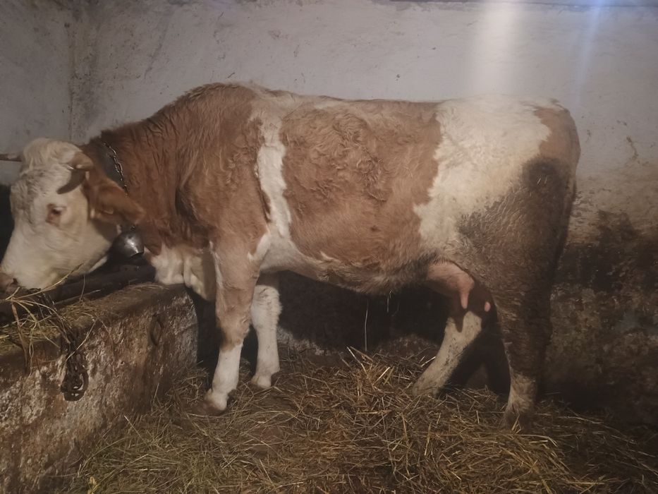 Vând vaca de 3 ani recent fătată cu 26 de litri de lapte la zi