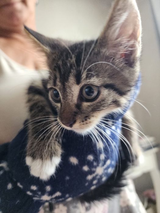 Adoptie Motanel 8 saptamani