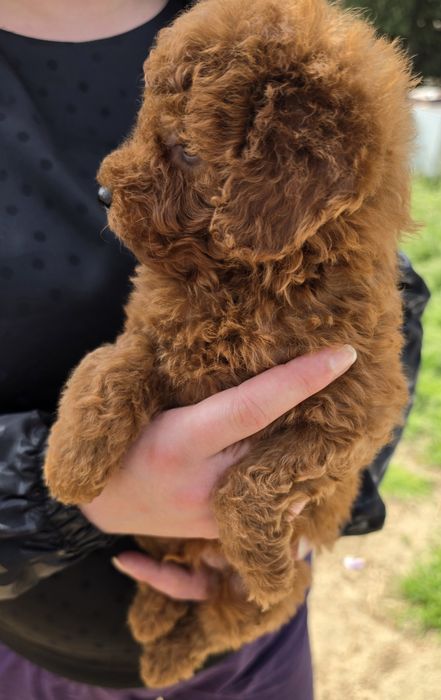 Той пудел Toy Poodle