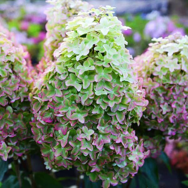 Саженцы гортензии