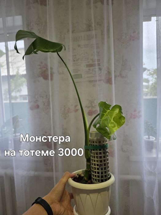 Комнатные растения