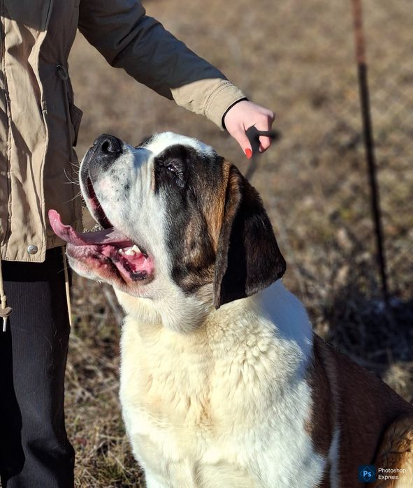 Femela de Saint Bernard cu Pedigree