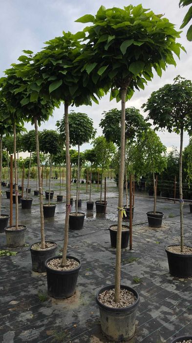 Plante ornamentale brazii argintii de toamna