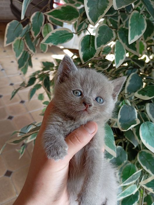 Tozza zotli Mushuklar