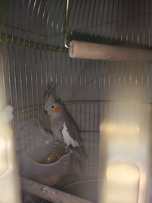 Продается попугай + с домиком 26499тг