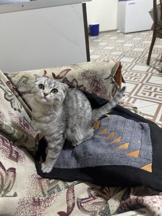Шотландская кошка вислоухая