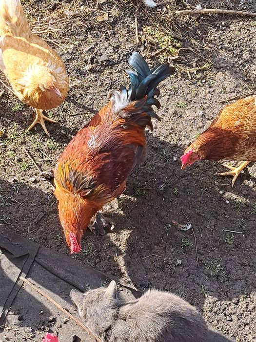 Молодые петухи для разведения