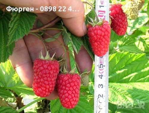 Промоция ФАНТАСТИЧЕН РАЗСАД Малини и Ягоди от Производител