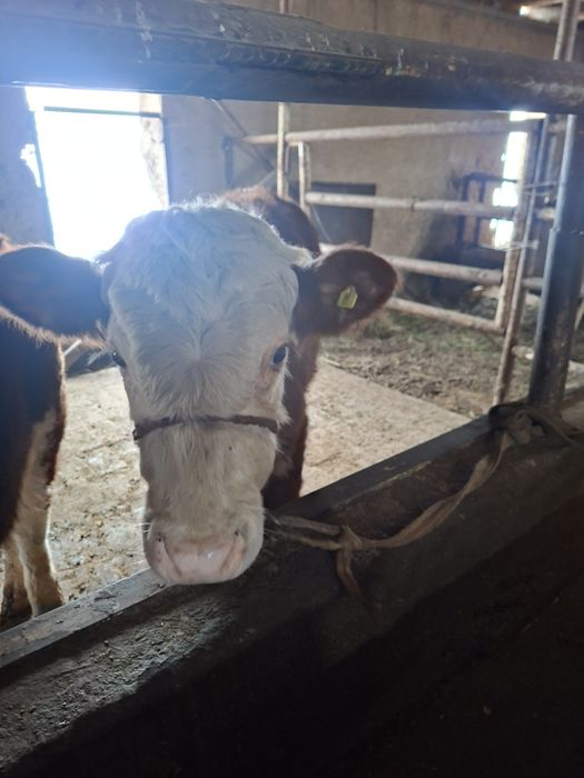 Гренфорд бузола сотилади