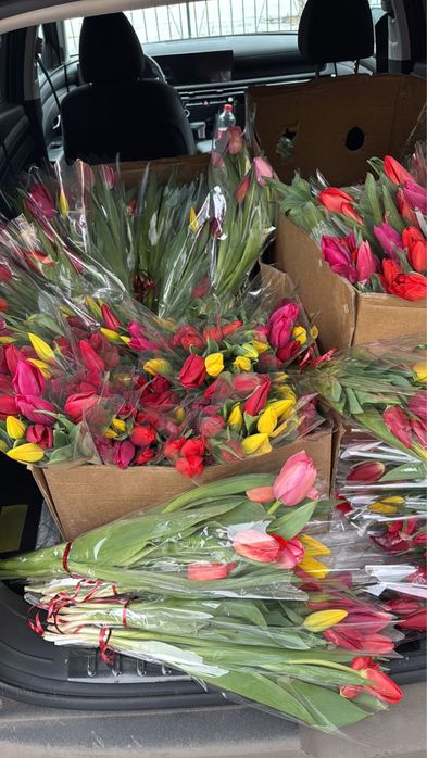 Тюльпаны оптом, расфасованы