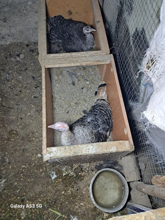 Damshni kurka 2 kundan beri yotibti