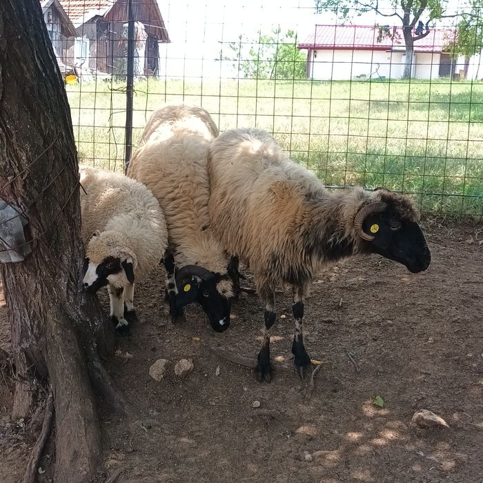 Vând 3 oi și 3 berbecuți.