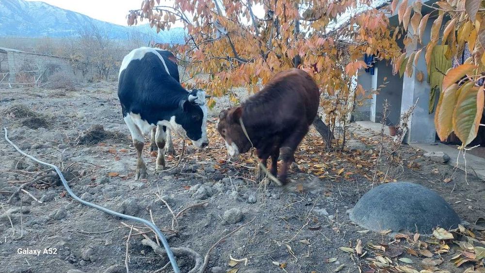 Novvos  Сментал ва галиштен сотилади