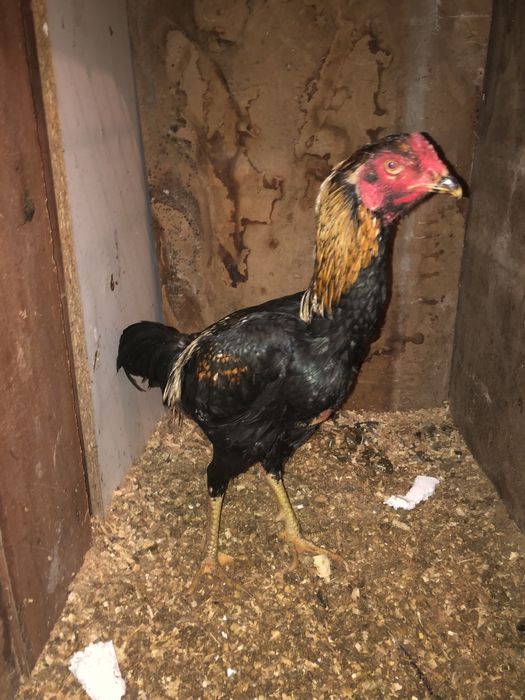 Дакан бойцовский петух