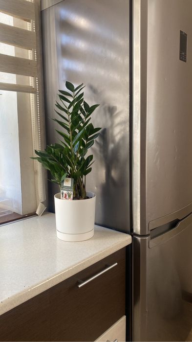 фикус долларовое дерево цветы растения озеление