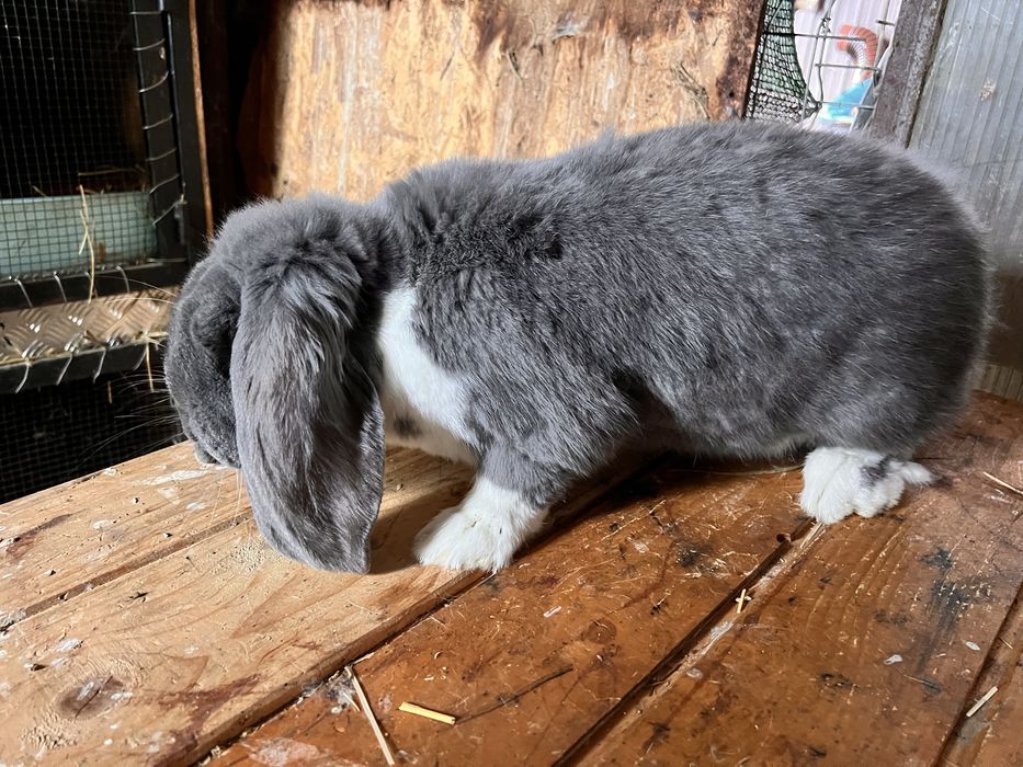 Mascul Berbec German