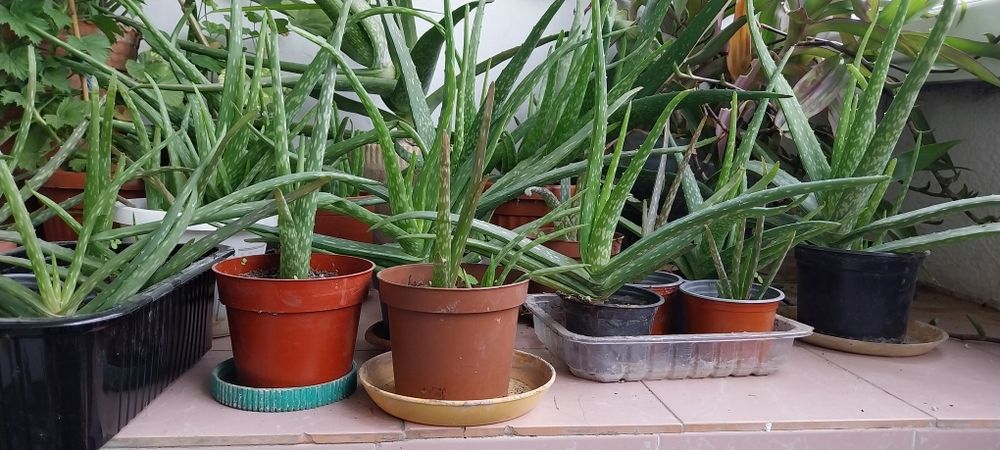 Растение - лечебно био Алое вера / Aloe vera bio plant