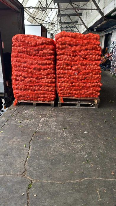 Ceapa ambalata la saci de 10 KG