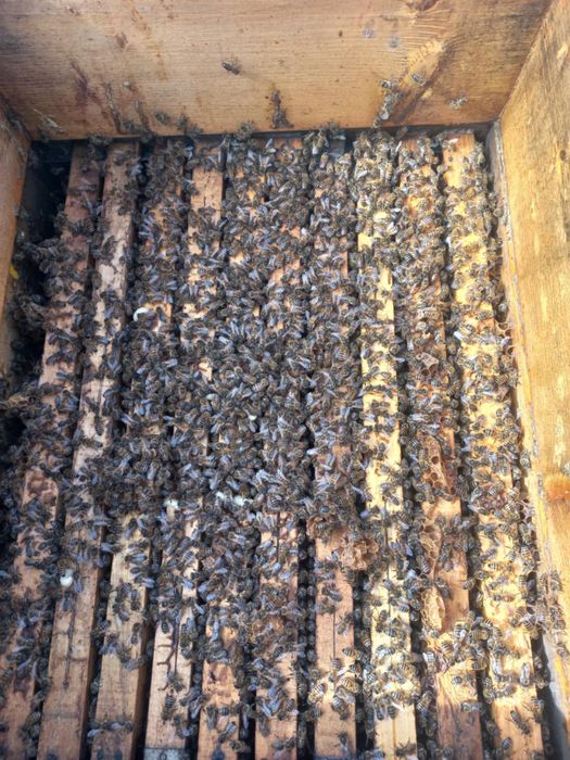 Записвам за пчелни отводки