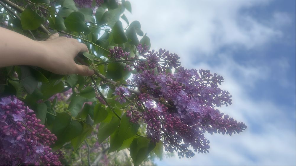 Сирень, букеты из сирени