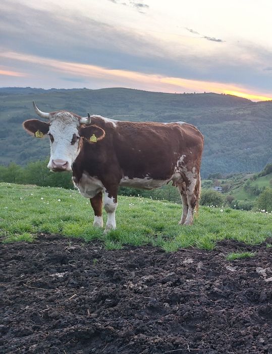 Vând junincă bălțată românească cu vițel